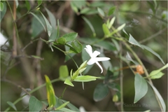 Jasminum cuspidatum